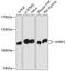 E3 ubiquitin-protein ligase UHRF2 antibody, GTX32952, GeneTex, Western Blot image 