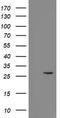 C-Type Lectin Domain Family 4 Member E antibody, TA505160S, Origene, Western Blot image 
