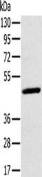 MAGE Family Member A10 antibody, CSB-PA956333, Cusabio, Western Blot image 