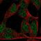 Zinc finger protein 423 antibody, HPA065820, Atlas Antibodies, Immunocytochemistry image 