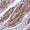 Zinc Finger Protein 2 antibody, NBP1-89340, Novus Biologicals, Immunohistochemistry frozen image 