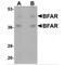 Bifunctional Apoptosis Regulator antibody, MBS150281, MyBioSource, Western Blot image 