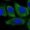 Coenzyme Q10B antibody, HPA046057, Atlas Antibodies, Immunocytochemistry image 