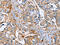 Plastin 3 antibody, CSB-PA241730, Cusabio, Immunohistochemistry frozen image 