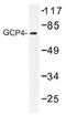Tubulin Gamma Complex Associated Protein 4 antibody, AP01473PU-N, Origene, Western Blot image 