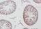 Zinc Finger And BTB Domain Containing 38 antibody, FNab09593, FineTest, Immunohistochemistry frozen image 