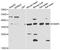 FKBP Prolyl Isomerase 6 antibody, A7013, ABclonal Technology, Western Blot image 