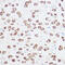 Ribosomal Protein S24 antibody, GTX66088, GeneTex, Immunoprecipitation image 
