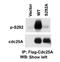 Cell Division Cycle 25A antibody, AP12579PU-N, Origene, Western Blot image 