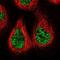 Non-SMC Condensin II Complex Subunit G2 antibody, NBP1-86633, Novus Biologicals, Immunofluorescence image 