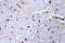 HT31 antibody, LS-C177064, Lifespan Biosciences, Immunohistochemistry frozen image 
