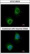 Valyl-TRNA Synthetase antibody, GTX115015, GeneTex, Immunofluorescence image 
