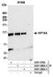 Kinesin Family Member 18A antibody, A301-080A, Bethyl Labs, Immunoprecipitation image 