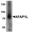 Actin Filament Associated Protein 1 Like 1 antibody, A11242, Boster Biological Technology, Western Blot image 
