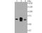 Nectin Cell Adhesion Molecule 2 antibody, A08081-3, Boster Biological Technology, Western Blot image 