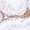 Vitronectin antibody, 16-704, ProSci, Immunohistochemistry frozen image 
