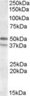 5-Hydroxytryptamine Receptor 7 antibody, NBP1-44051, Novus Biologicals, Western Blot image 