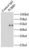 Tubulin Beta 3 Class III antibody, FNab00880, FineTest, Immunoprecipitation image 