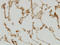 SH2 Domain Containing 4A antibody, LS-C133802, Lifespan Biosciences, Immunohistochemistry frozen image 