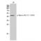 EPHB1 antibody, LS-C381400, Lifespan Biosciences, Western Blot image 