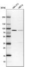 CD2 Associated Protein antibody, HPA003267, Atlas Antibodies, Western Blot image 