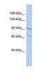 Ral Guanine Nucleotide Dissociation Stimulator antibody, orb330836, Biorbyt, Western Blot image 