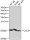 C-C Motif Chemokine Ligand 28 antibody, GTX33070, GeneTex, Western Blot image 