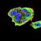 Minichromosome Maintenance Complex Component 2 antibody, orb76225, Biorbyt, Immunofluorescence image 