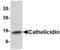 Cathelicidin antibody, MBS150489, MyBioSource, Western Blot image 