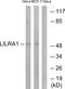 Leukocyte Immunoglobulin Like Receptor A1 antibody, PA5-39225, Invitrogen Antibodies, Western Blot image 