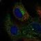 C-Type Lectin Domain Containing 14A antibody, NBP2-56335, Novus Biologicals, Immunofluorescence image 