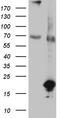 Succinate Dehydrogenase Complex Assembly Factor 1 antibody, CF809733, Origene, Western Blot image 