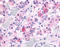 Growth Hormone Secretagogue Receptor antibody, TA316777, Origene, Immunohistochemistry frozen image 