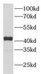 Nuclear receptor subfamily 2 group F member 6 antibody, FNab05845, FineTest, Western Blot image 