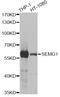 Semenogelin 1 antibody, STJ27440, St John
