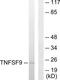 TNF Superfamily Member 9 antibody, TA312998, Origene, Western Blot image 