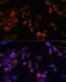 Proteasome Subunit Beta 7 antibody, 15-719, ProSci, Immunofluorescence image 