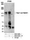 Transcriptional Regulating Factor 1 antibody, A301-630A, Bethyl Labs, Immunoprecipitation image 