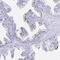 Zinc Finger Protein 432 antibody, NBP2-31813, Novus Biologicals, Immunohistochemistry frozen image 