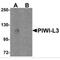 Piwi-like protein 3 antibody, MBS150178, MyBioSource, Western Blot image 