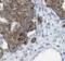 Myosin VIIB antibody, FNab05508, FineTest, Immunohistochemistry frozen image 