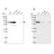 Immunity Related GTPase Q antibody, PA5-60296, Invitrogen Antibodies, Western Blot image 