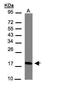 CKLF Like MARVEL Transmembrane Domain Containing 6 antibody, PA5-34744, Invitrogen Antibodies, Western Blot image 