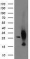Adenylate kinase isoenzyme 4, mitochondrial antibody, TA502910S, Origene, Western Blot image 