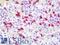Neutrophil defensin 4 antibody, LS-B10913, Lifespan Biosciences, Immunohistochemistry frozen image 