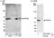 Protein Phosphatase 5 Catalytic Subunit antibody, A300-909A, Bethyl Labs, Western Blot image 
