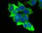Creatine kinase B-type antibody, A01695, Boster Biological Technology, Immunocytochemistry image 