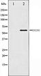ETS Transcription Factor ELK1 antibody, orb106397, Biorbyt, Western Blot image 