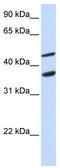 Growth arrest-specific protein 7 antibody, TA342513, Origene, Western Blot image 