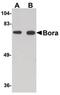 BORA Aurora Kinase A Activator antibody, PA5-20708, Invitrogen Antibodies, Western Blot image 